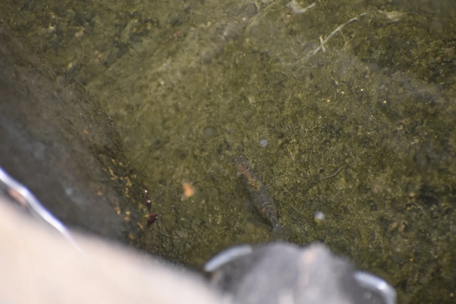Ghost / Glass Shrimp (Palaemonetes paludosus)