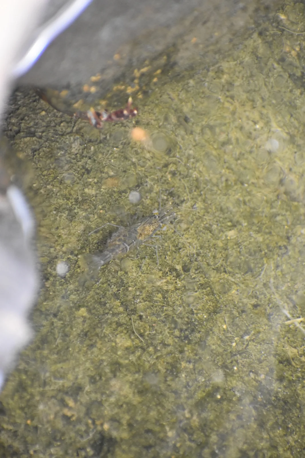 Ghost / Glass Shrimp (Palaemonetes paludosus)