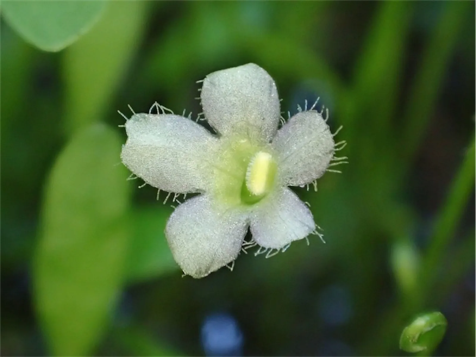 Glossostigma (Glossostigma elatinoides)