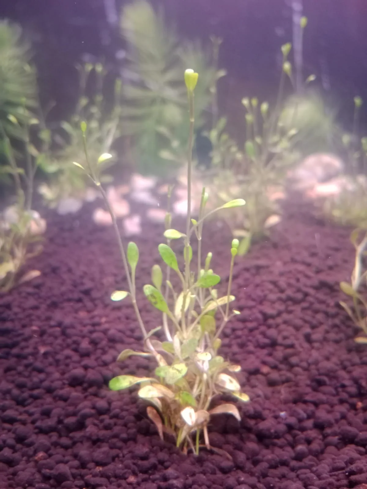 Glossostigma (Glossostigma elatinoides)