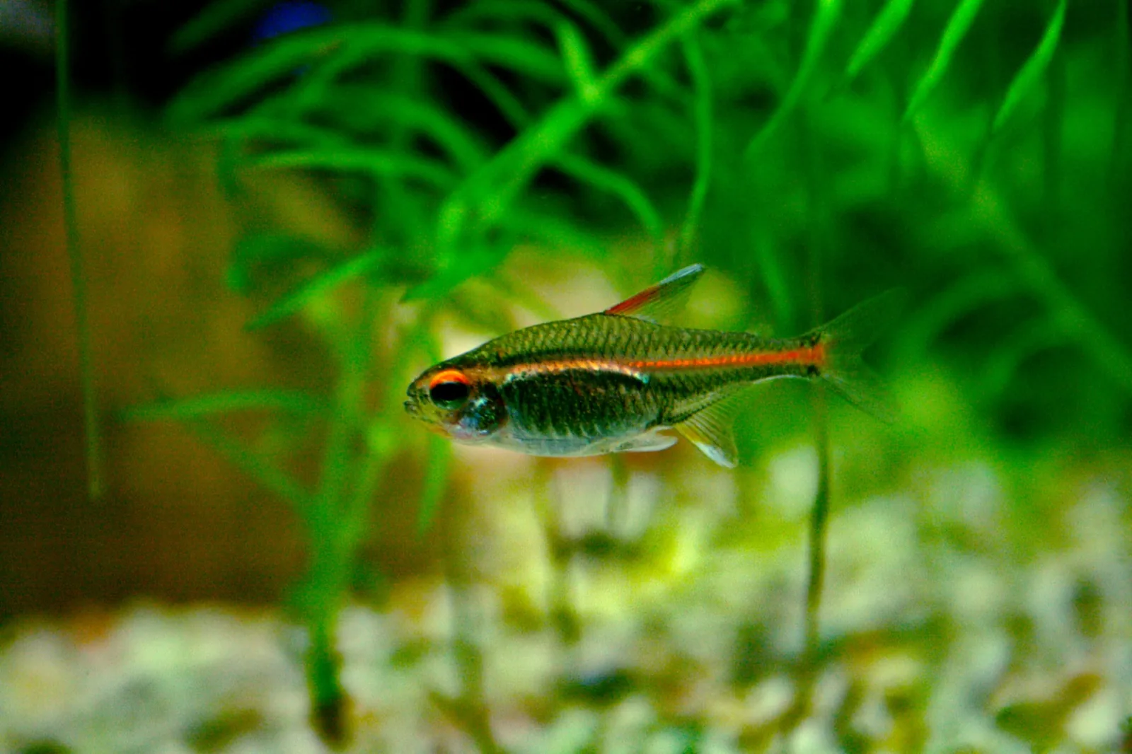 Glowlight Tetra (Hemigrammus erythrozonus)