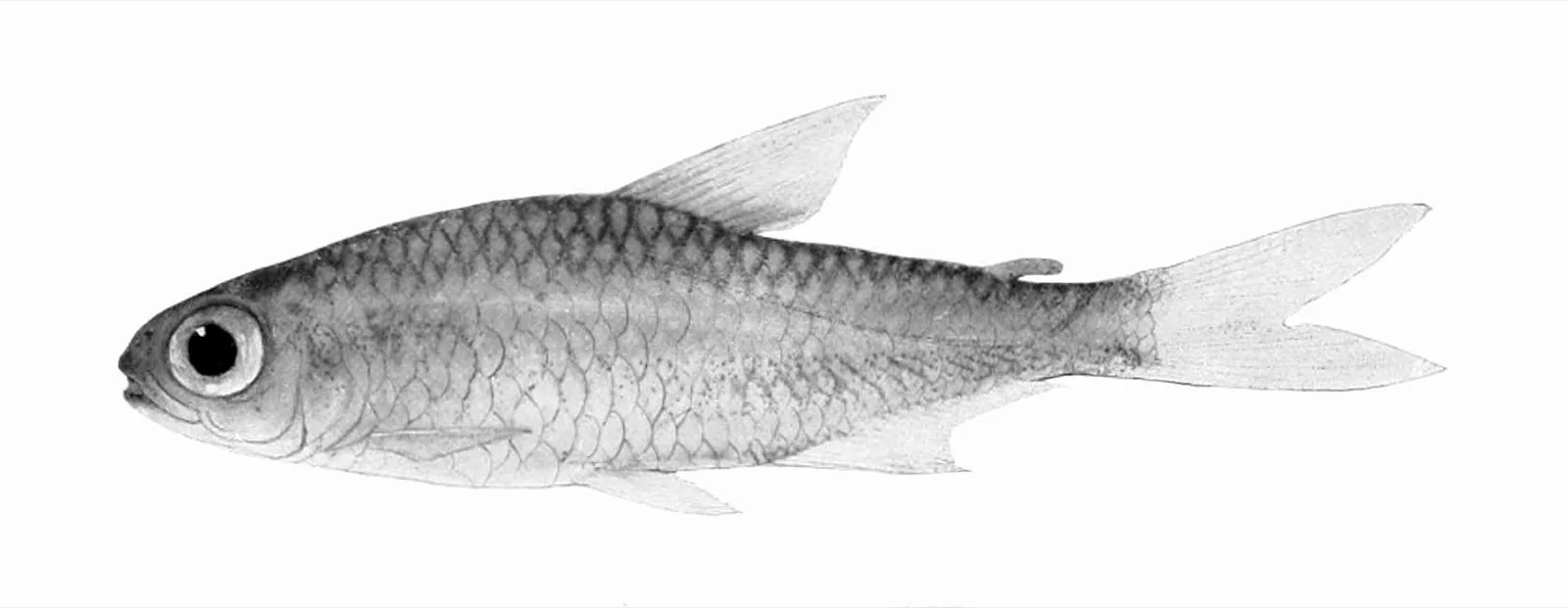 Glowlight Tetra (Hemigrammus erythrozonus)