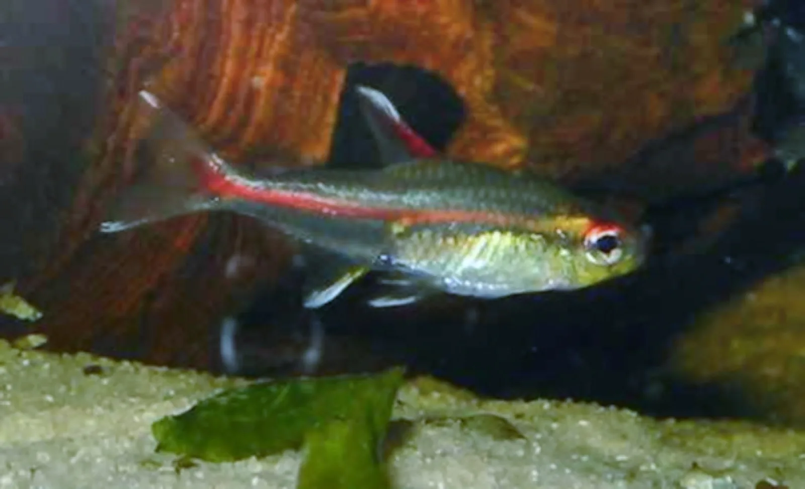 Glowlight Tetra (Hemigrammus erythrozonus)