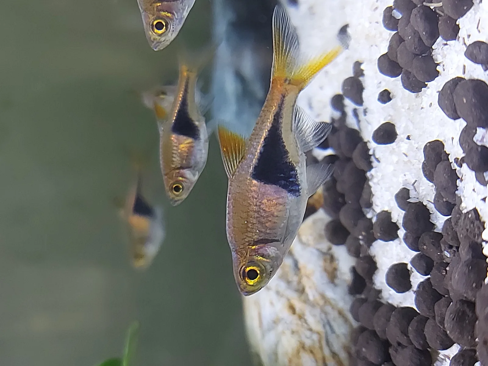 Harlequin Rasbora (Trigonostigma heteromorpha)