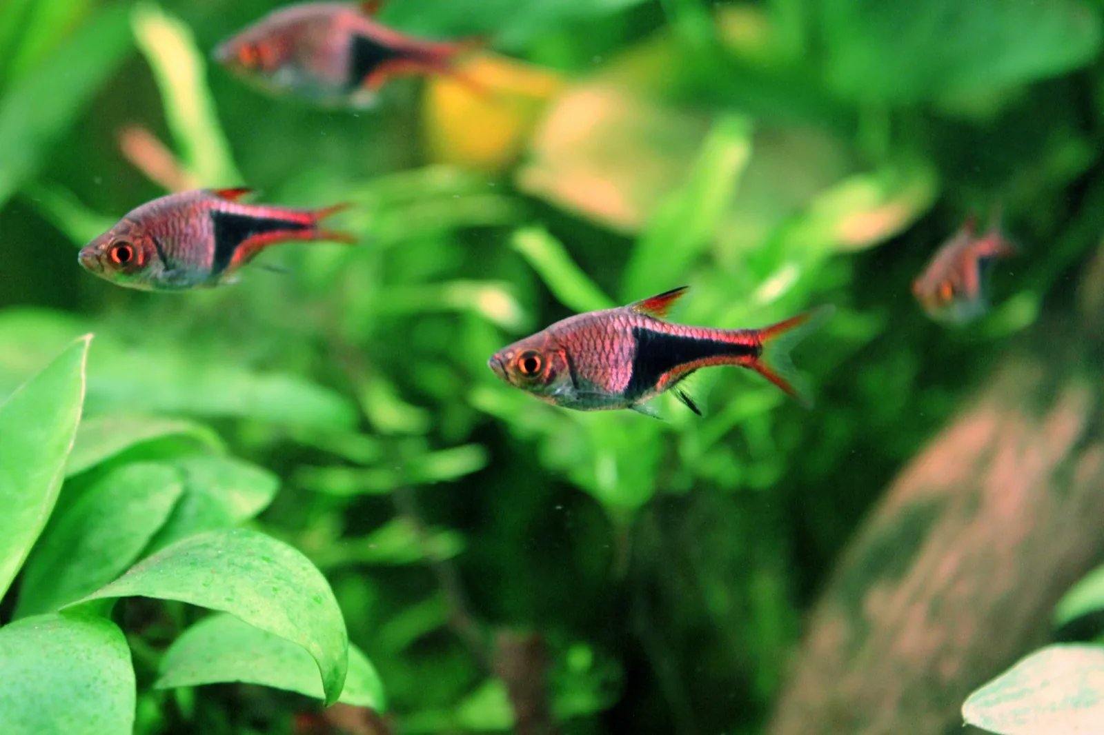 Harlequin Rasbora (Trigonostigma heteromorpha)