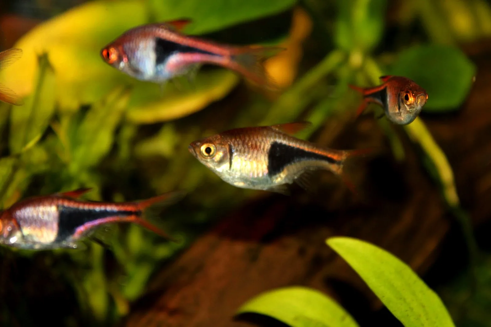 Harlequin Rasbora (Trigonostigma heteromorpha)