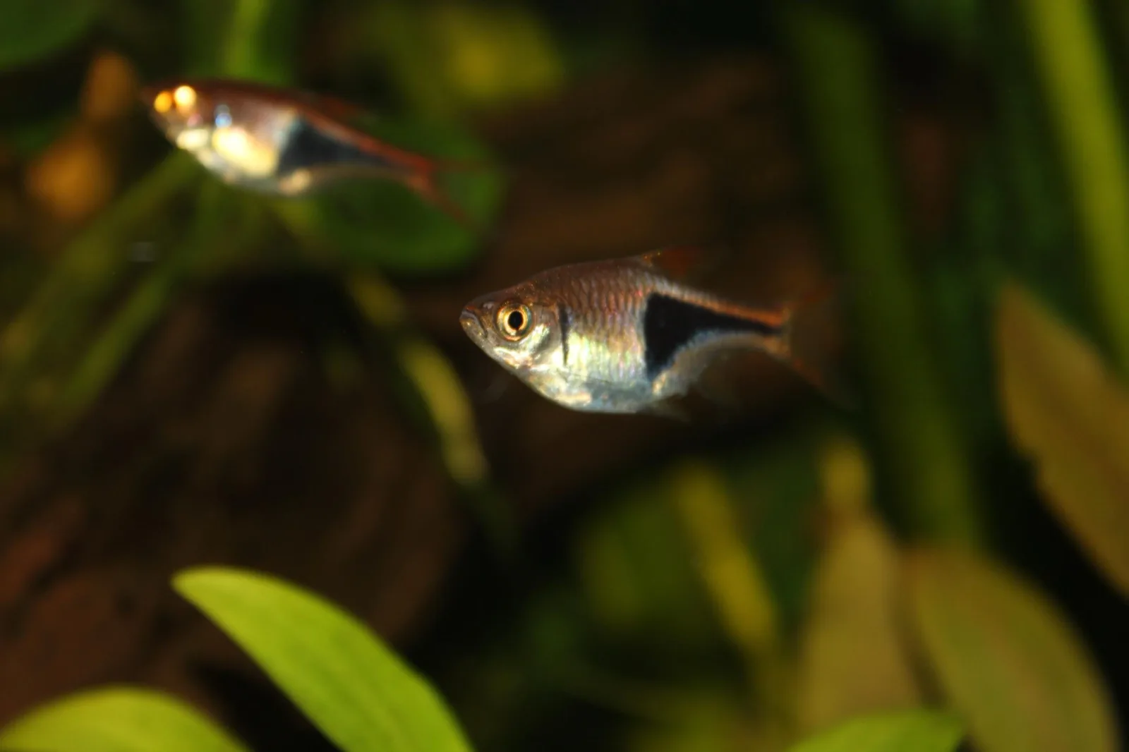 Harlequin Rasbora (Trigonostigma heteromorpha)