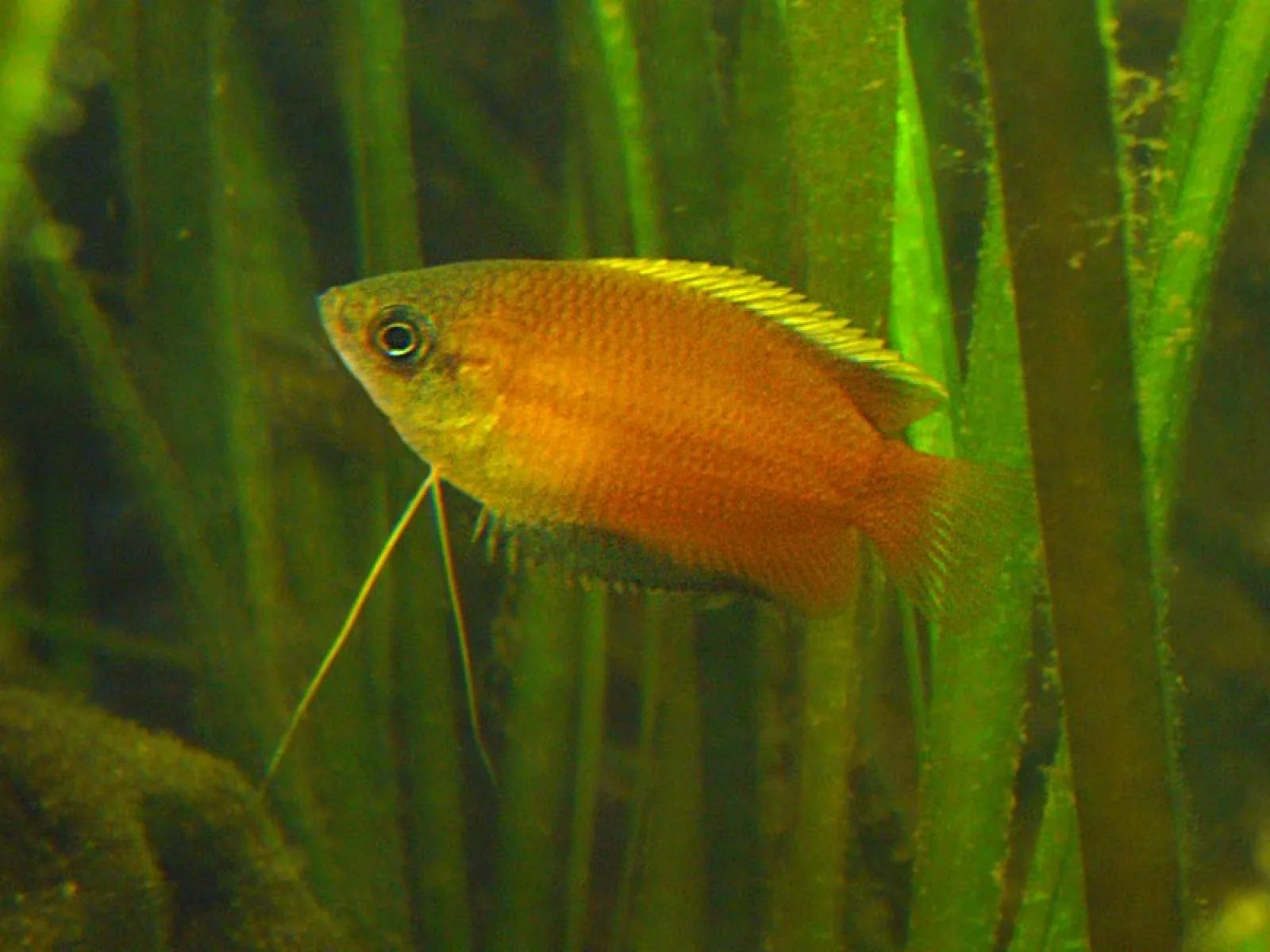 Honey Gourami (Trichogaster chuna)