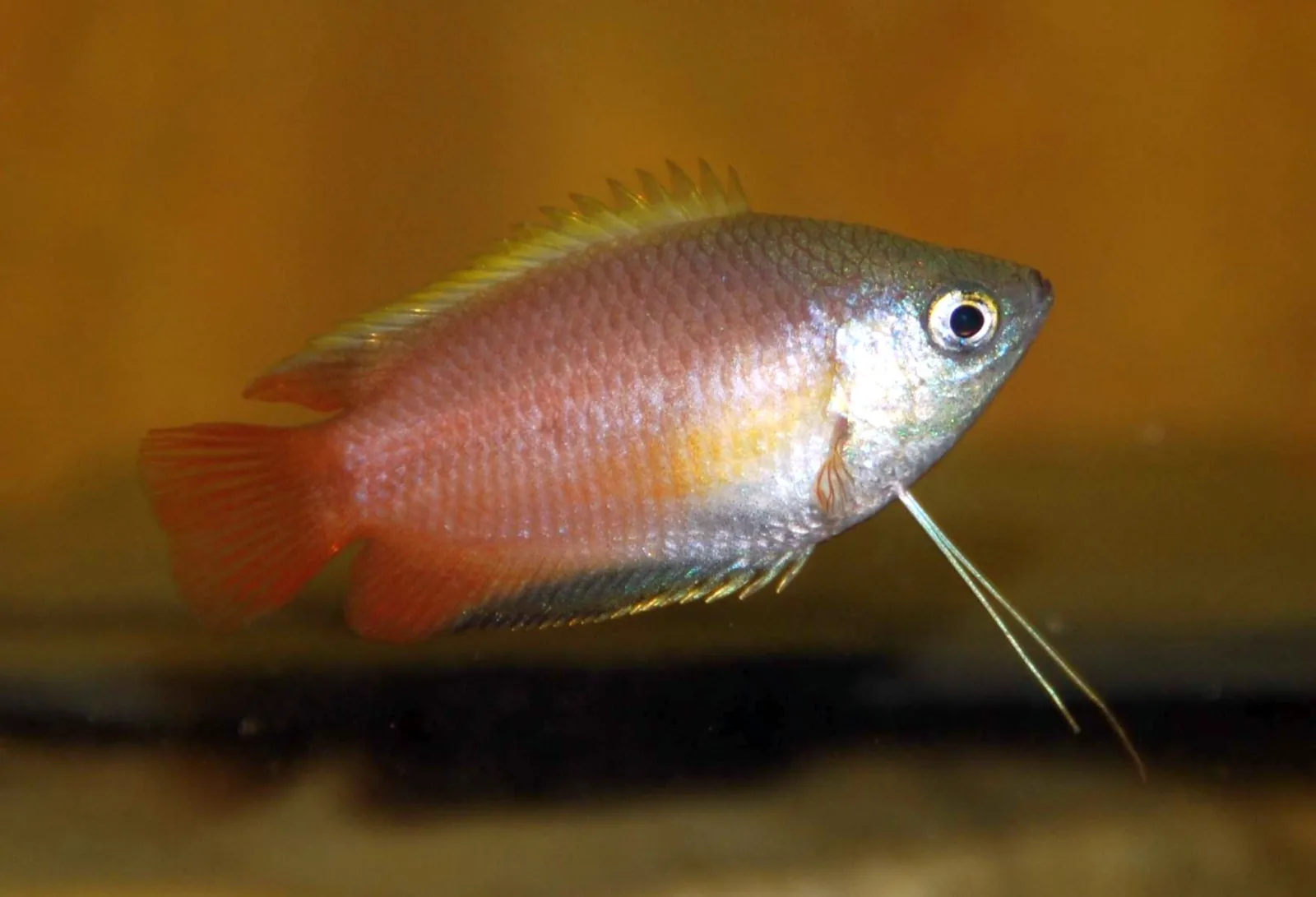 Honey Gourami (Trichogaster chuna)
