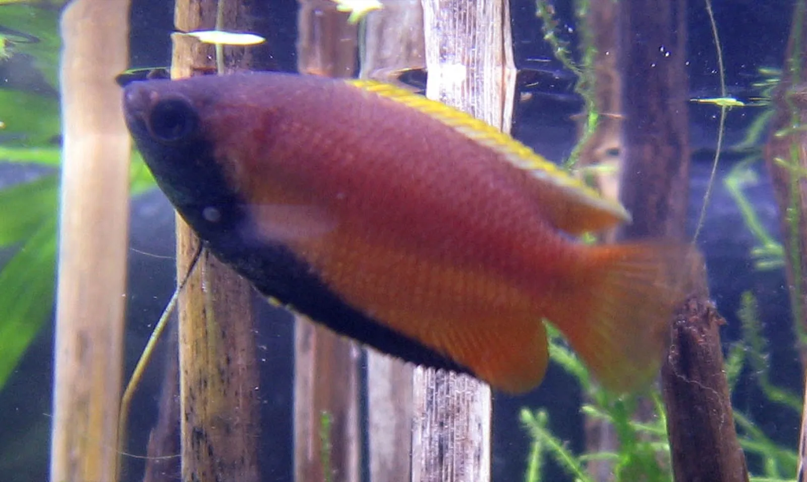 Honey Gourami (Trichogaster chuna)
