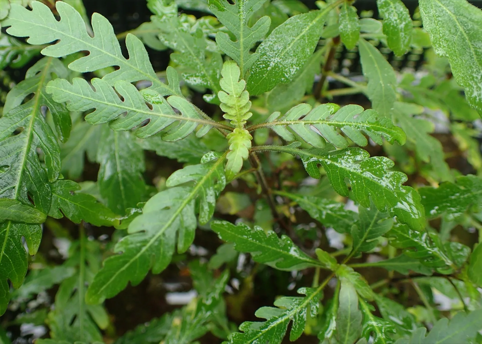 Hygrophila Pinnatifida (Hygrophila pinnatifida)