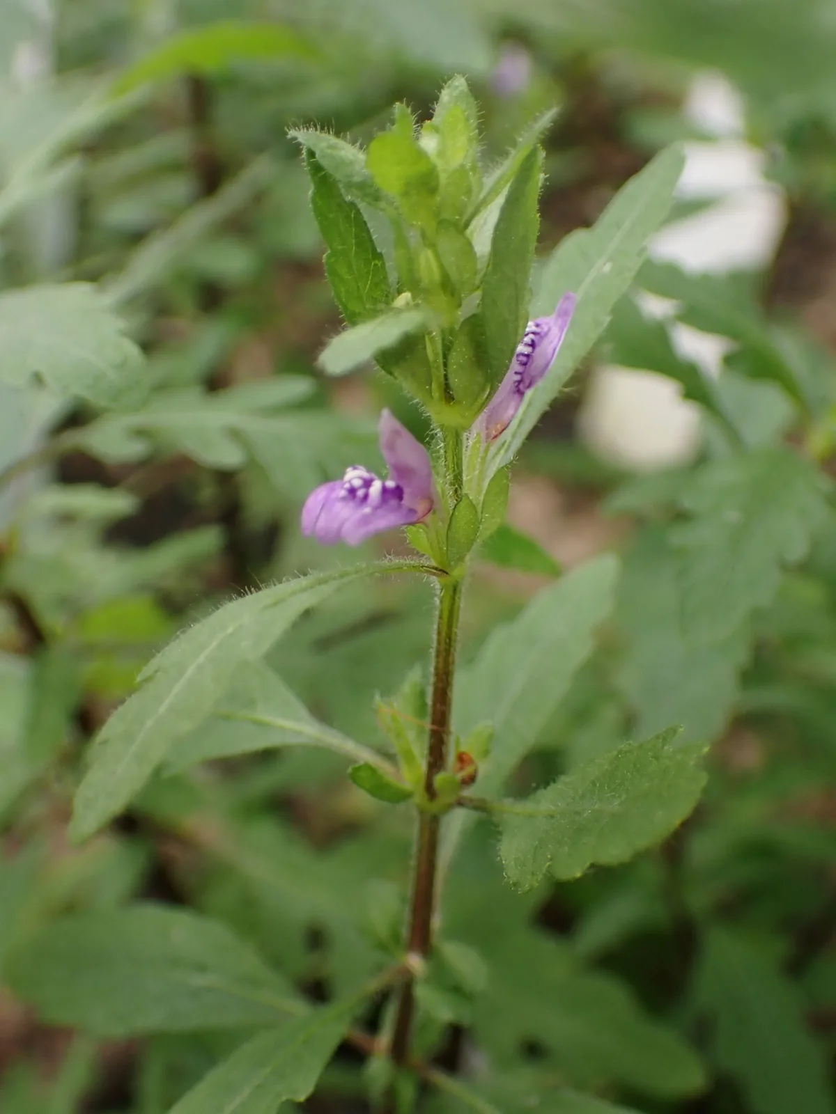 Hygrophila Pinnatifida (Hygrophila pinnatifida)