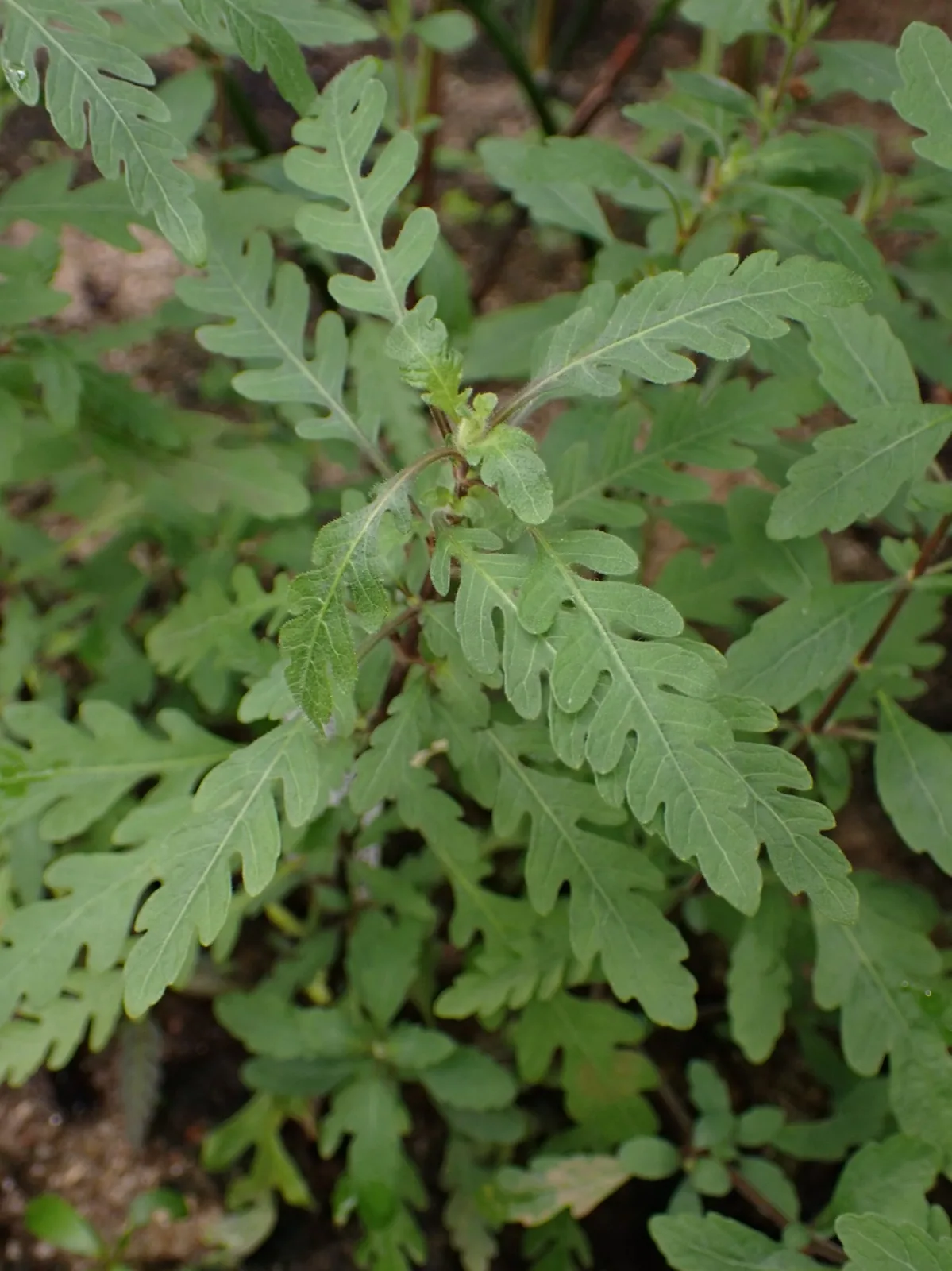 Hygrophila Pinnatifida (Hygrophila pinnatifida)