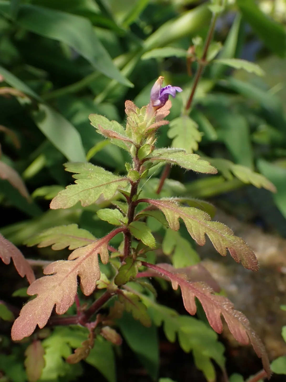 Hygrophila Pinnatifida (Hygrophila pinnatifida)