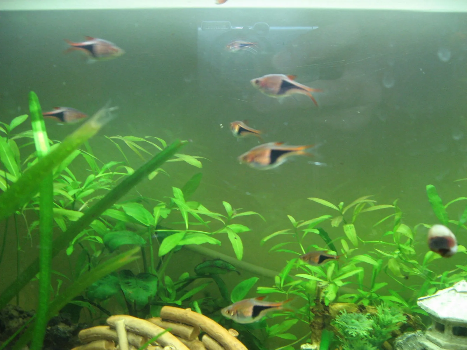 Dwarf Hygrophila (Hygrophila polysperma)