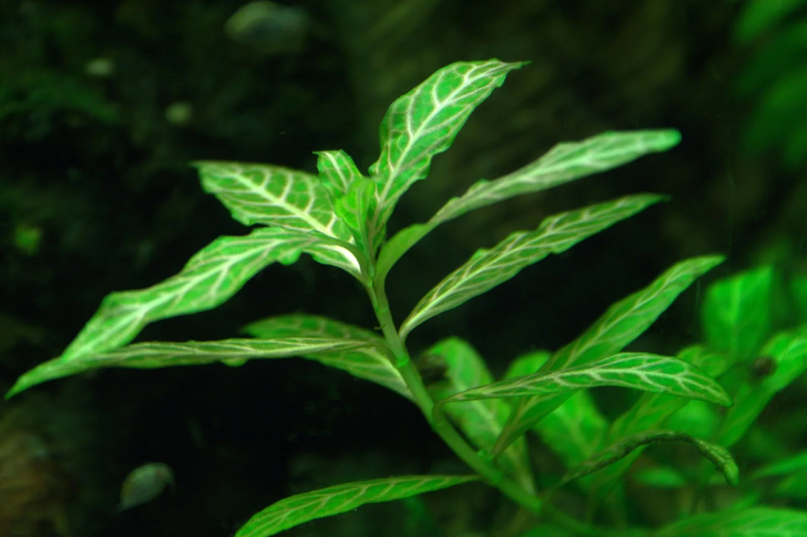 Dwarf Hygrophila (Hygrophila polysperma)