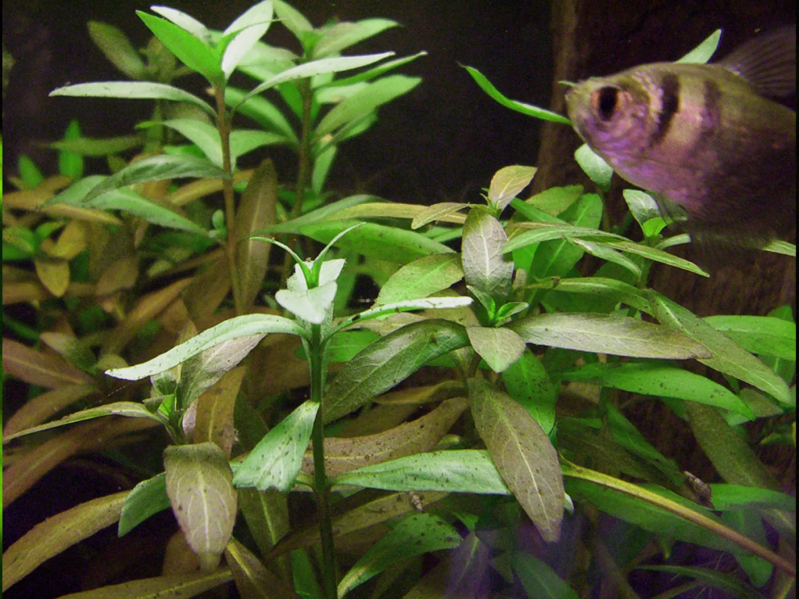 Dwarf Hygrophila (Hygrophila polysperma)