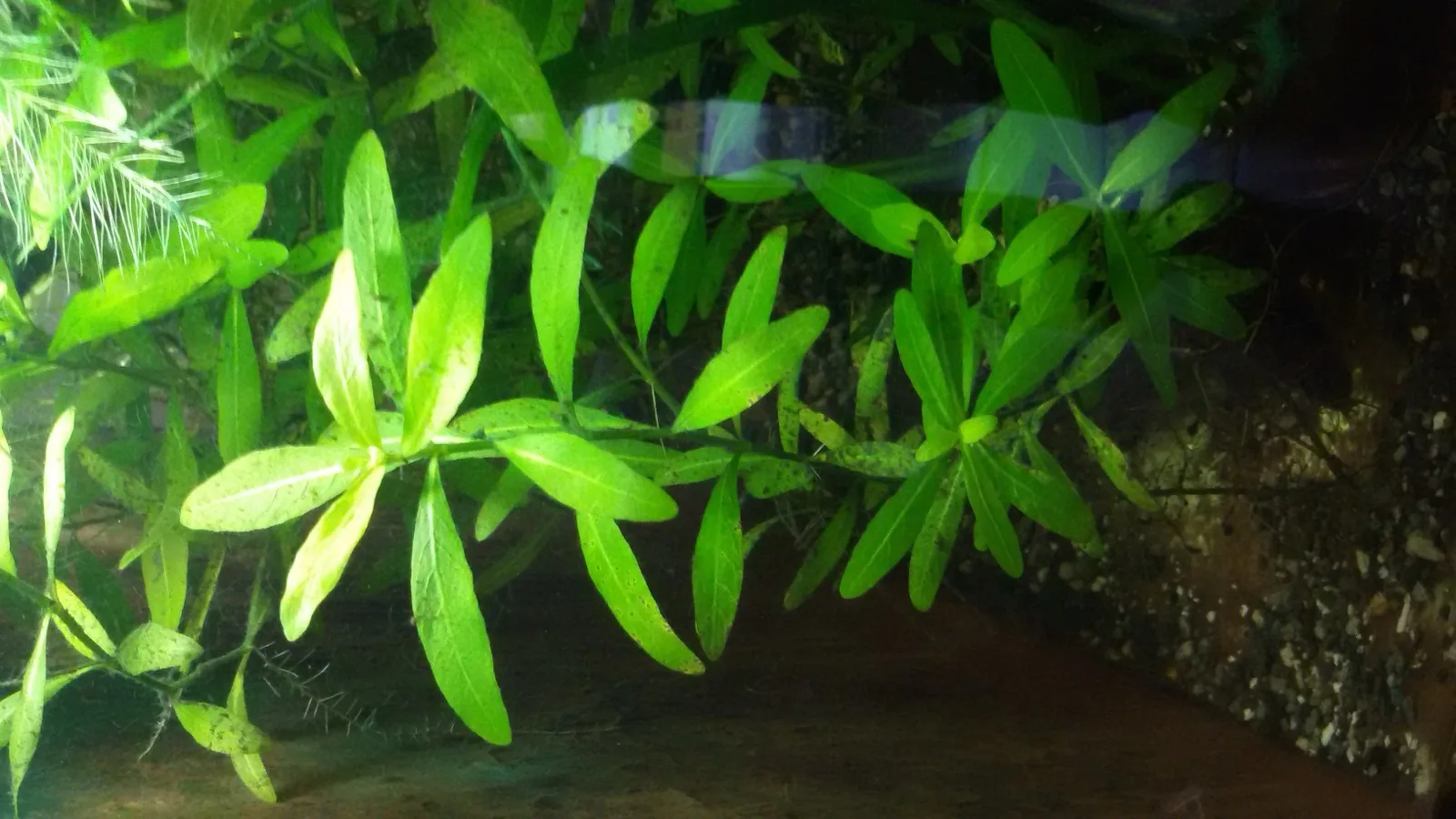 Dwarf Hygrophila (Hygrophila polysperma)