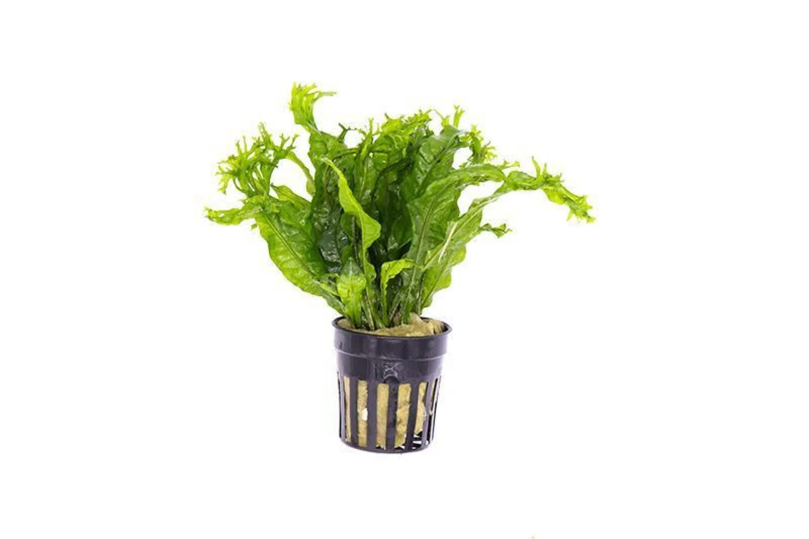 Java Fern 'Windelov' (Microsorum pteropus 'Windelov')