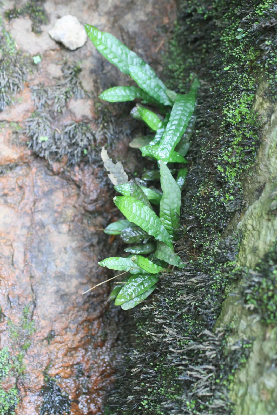 Java Fern (Microsorum pteropus)