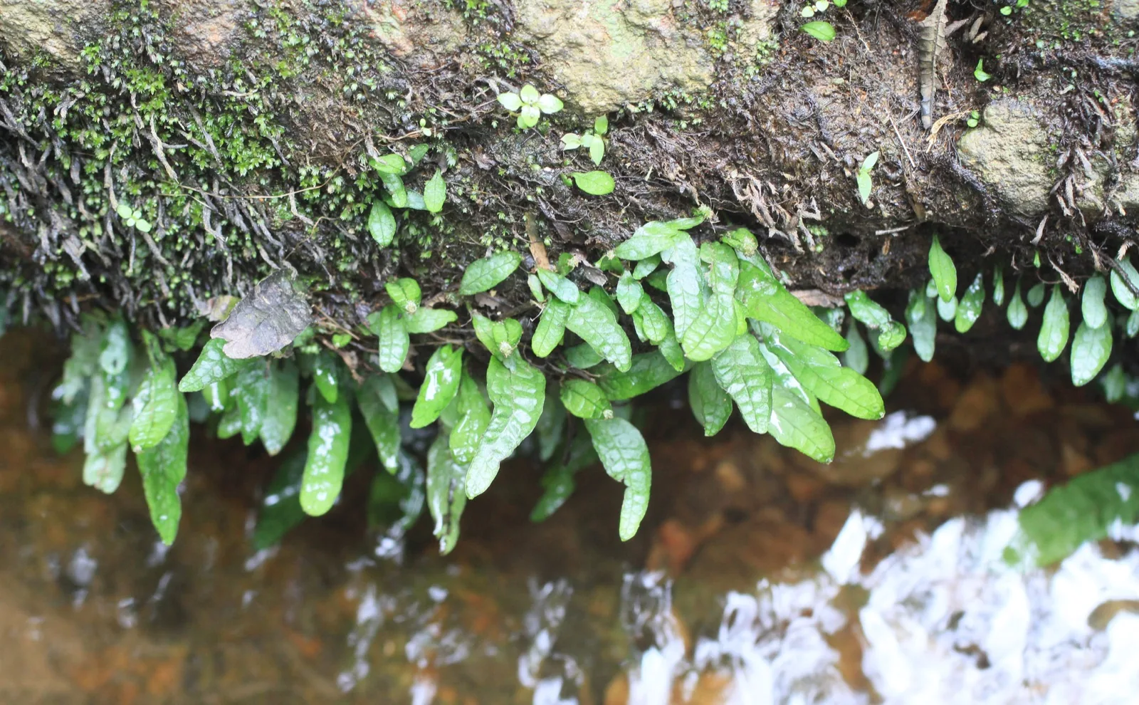 Java Fern (Microsorum pteropus)