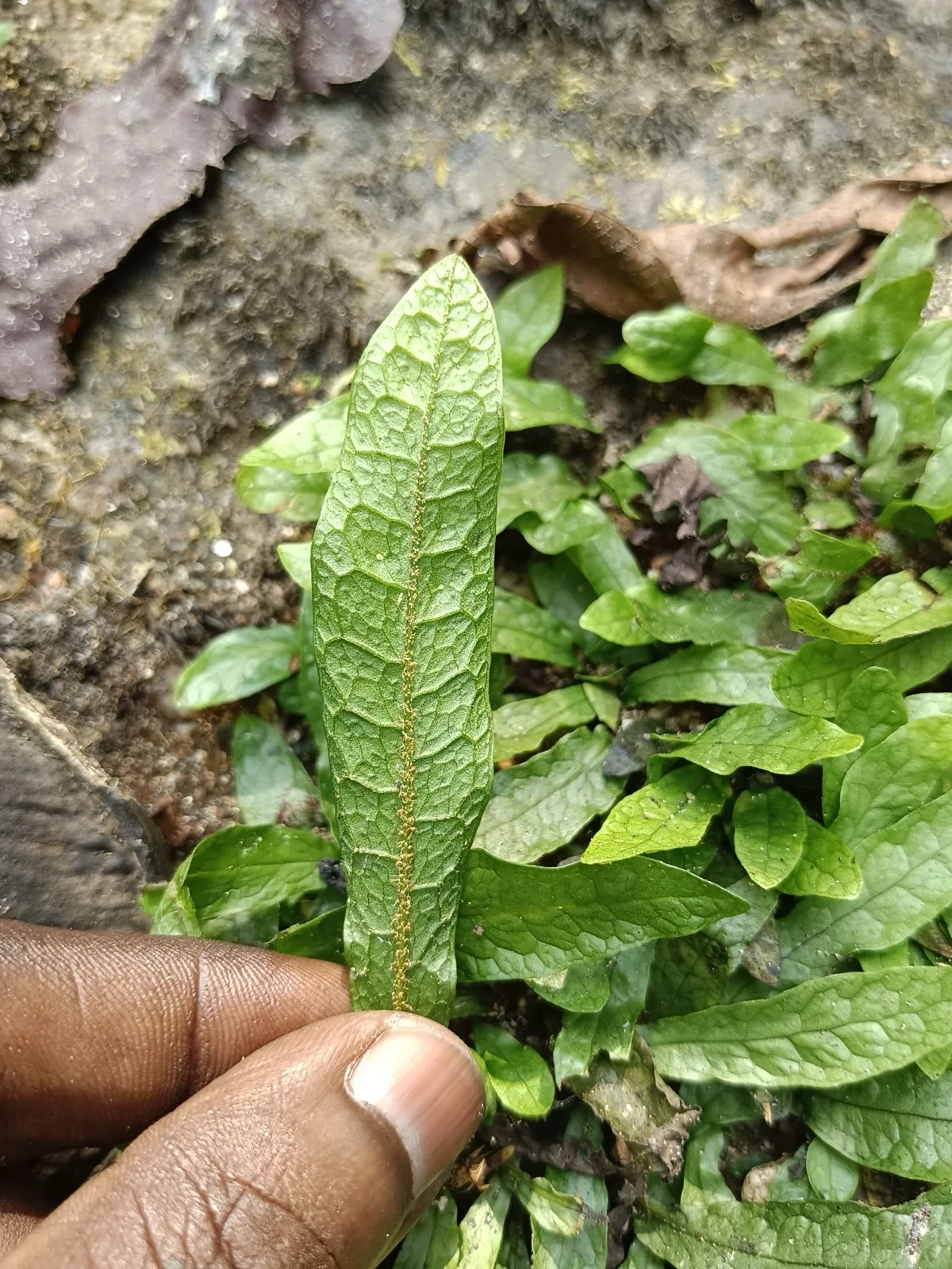 Java Fern (Microsorum pteropus)