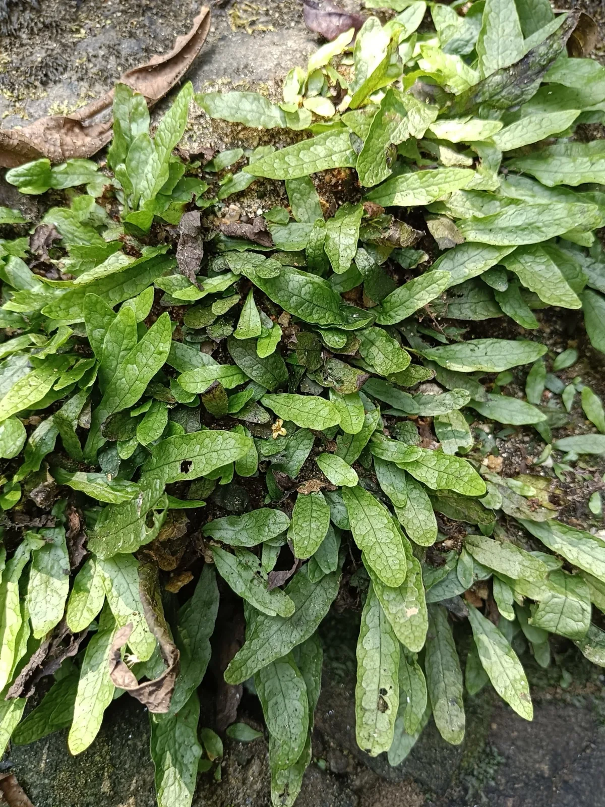 Java Fern (Microsorum pteropus)