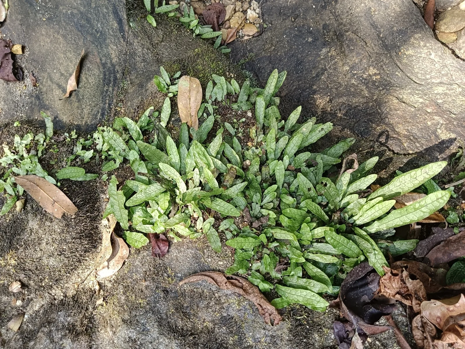 Java Fern (Microsorum pteropus)