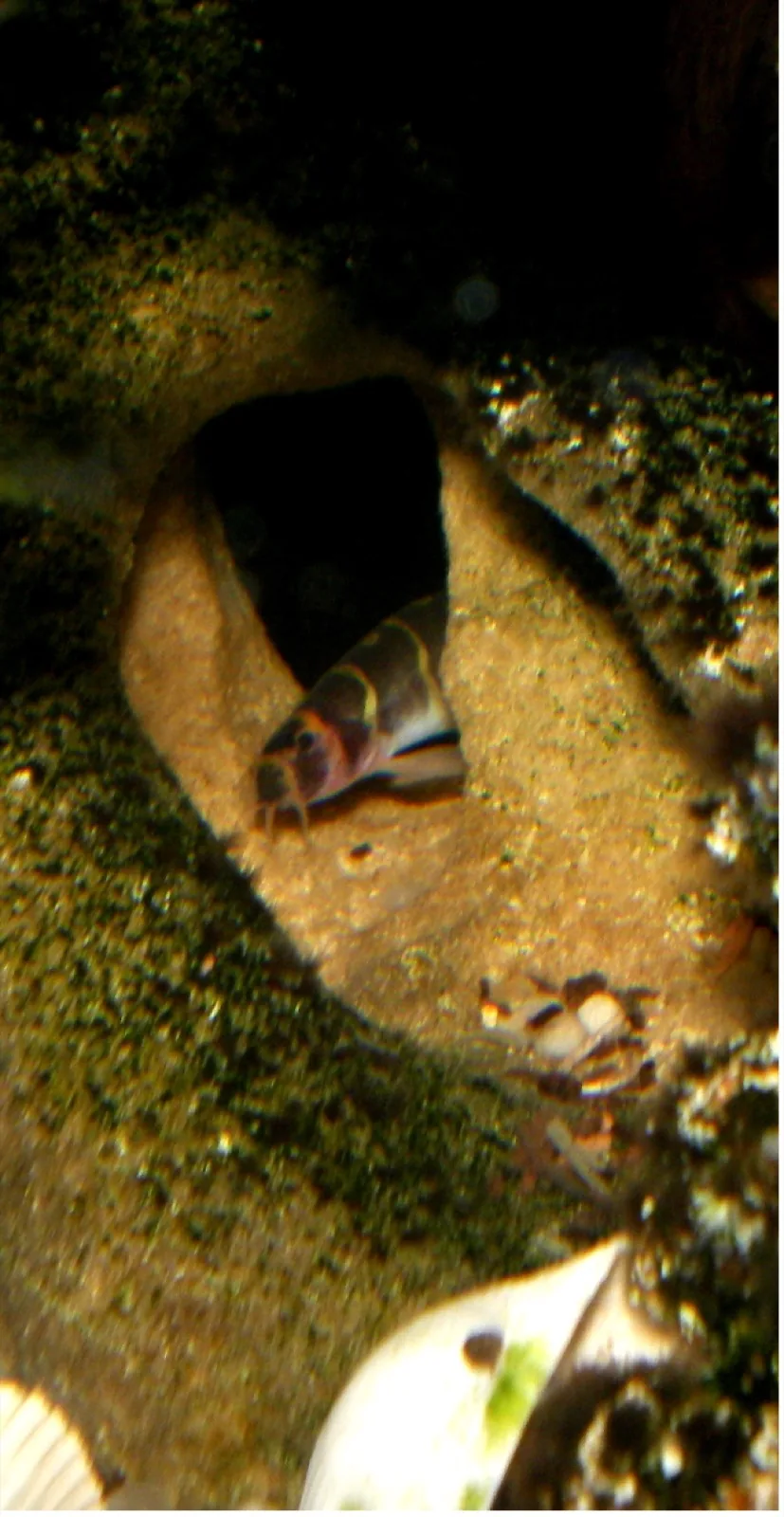 Kuhli Loach (Pangio kuhlii)