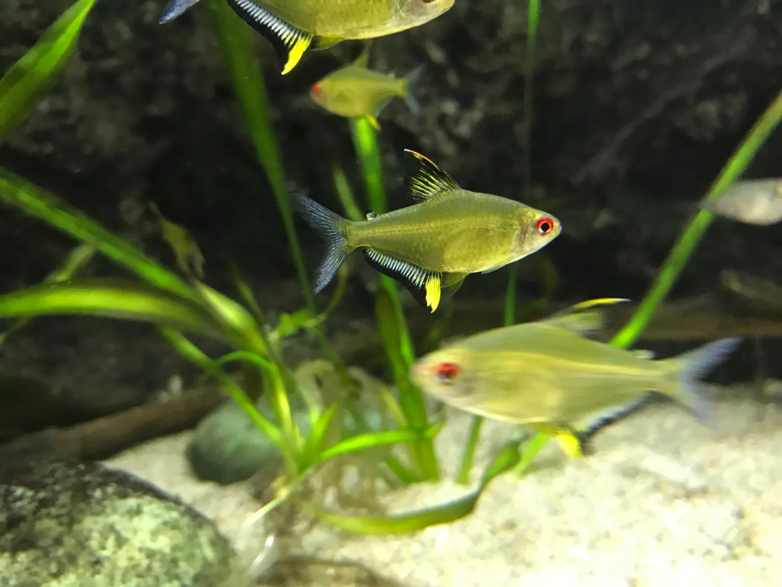Lemon Tetra (Hyphessobrycon pulchripinnis)
