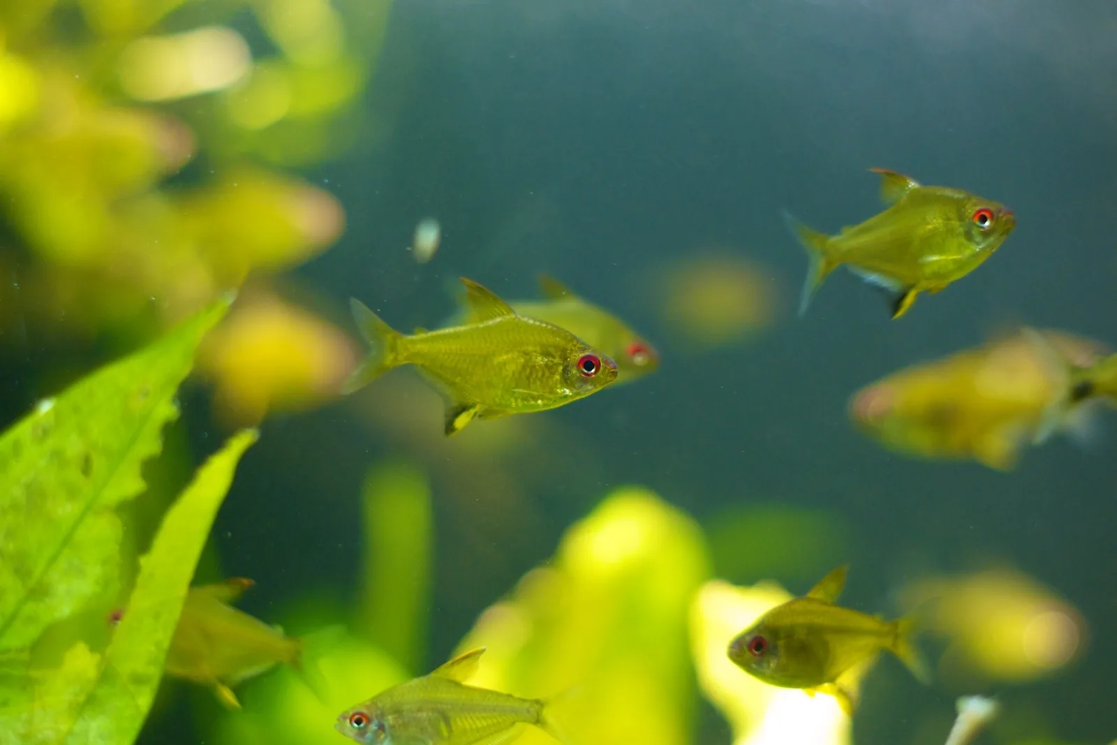 Lemon Tetra (Hyphessobrycon pulchripinnis)