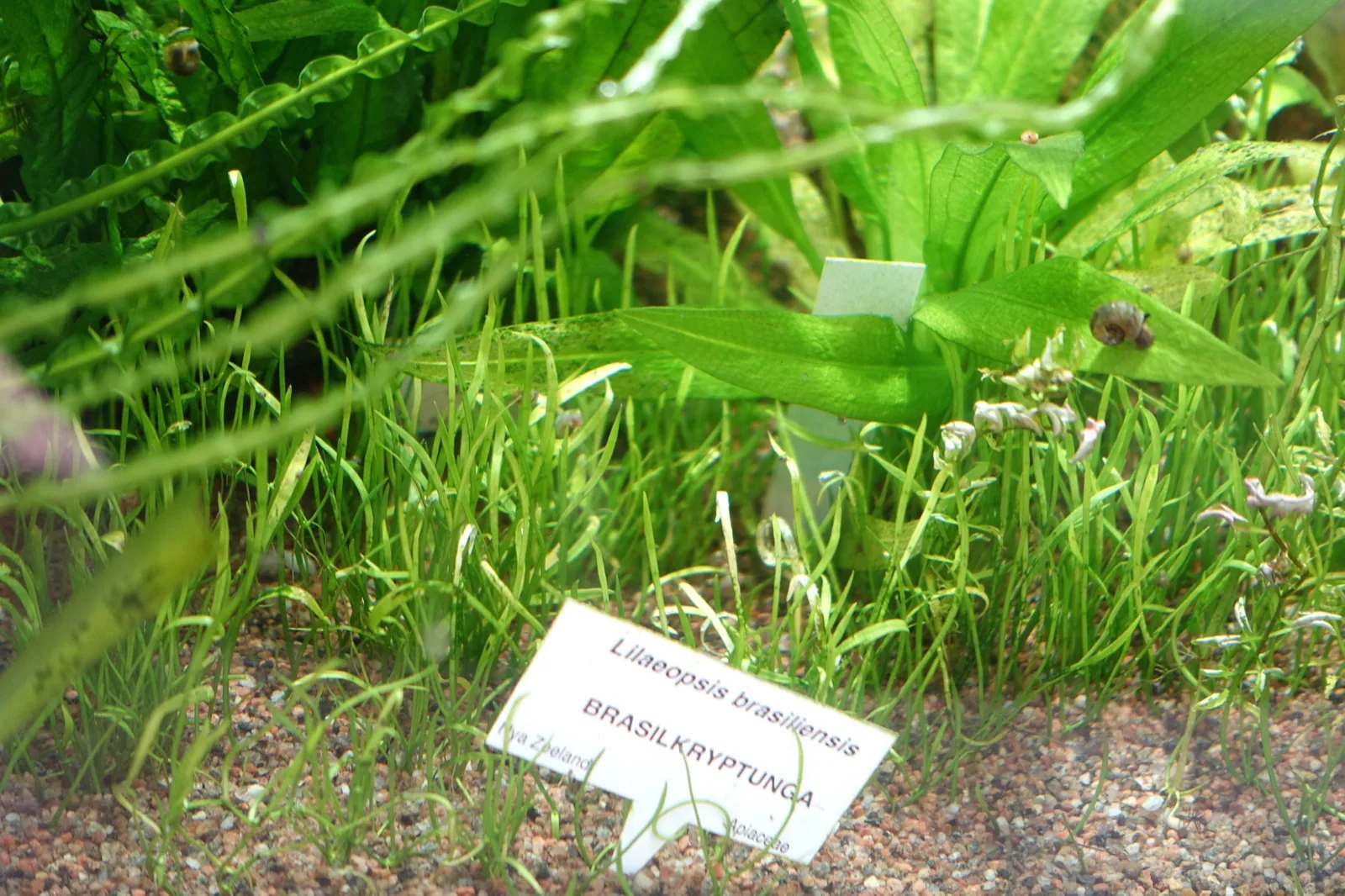 Micro Sword (Lilaeopsis brasiliensis)