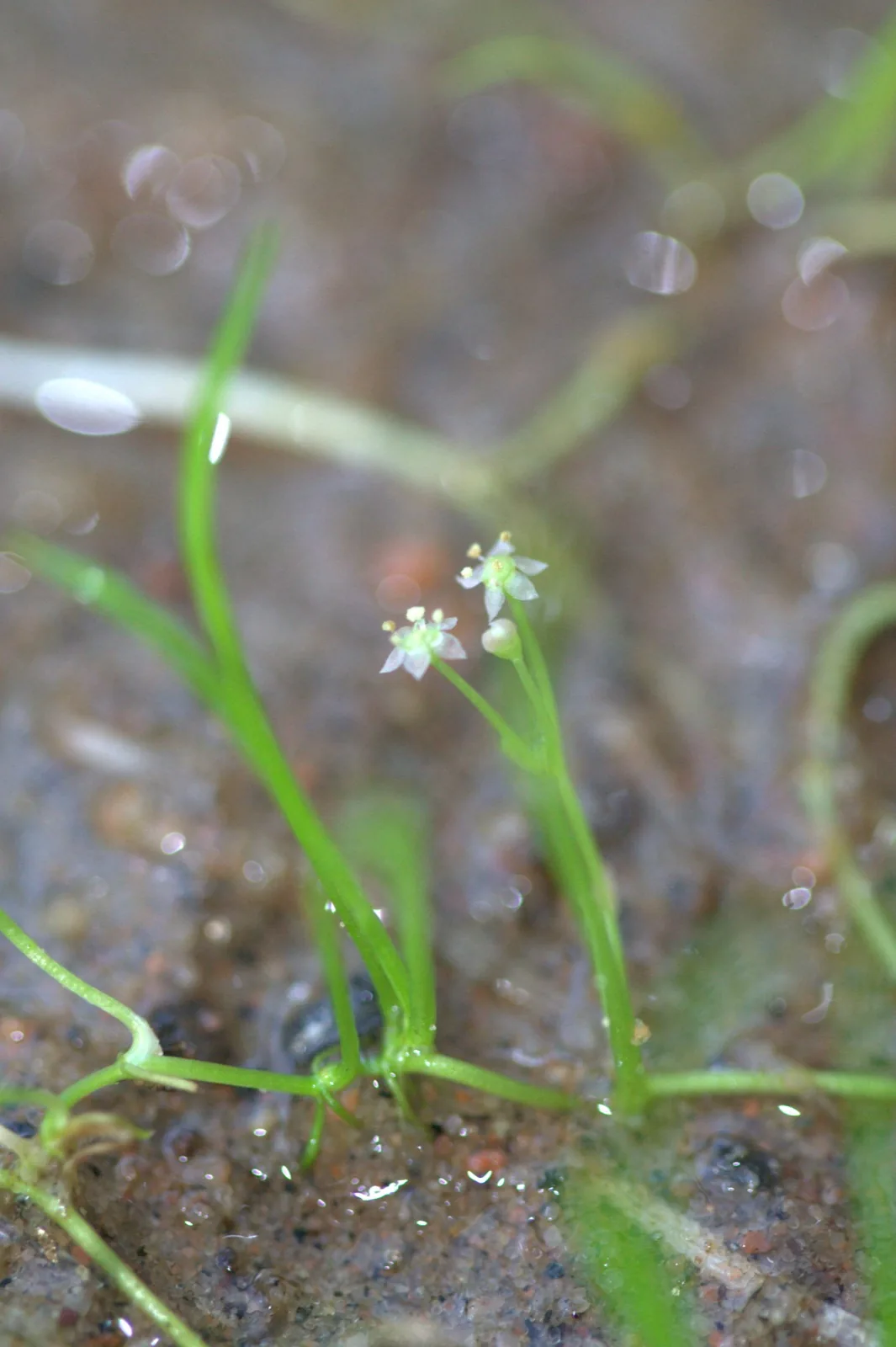 Micro Sword (Lilaeopsis brasiliensis)