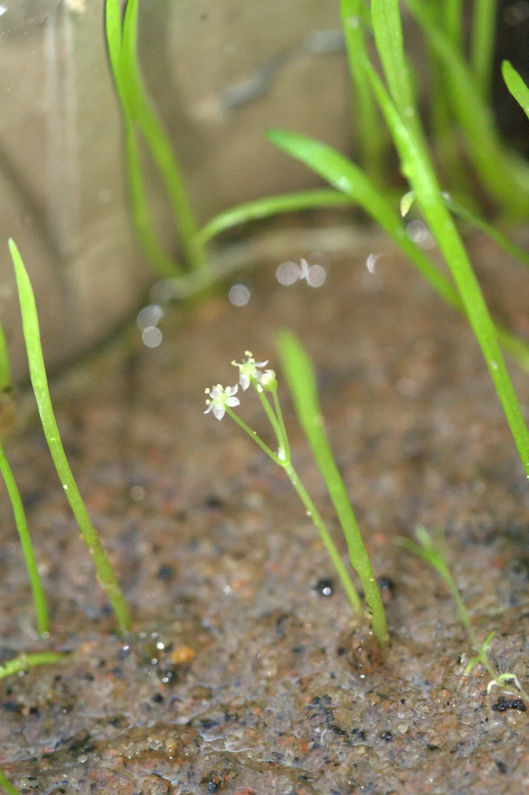 Micro Sword (Lilaeopsis brasiliensis)