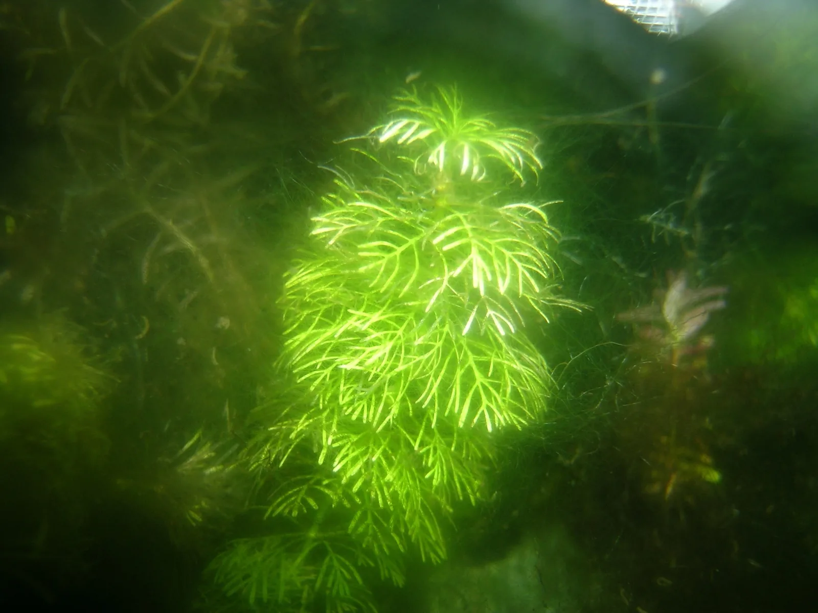 Asian Ambulia (Limnophila sessiliflora)