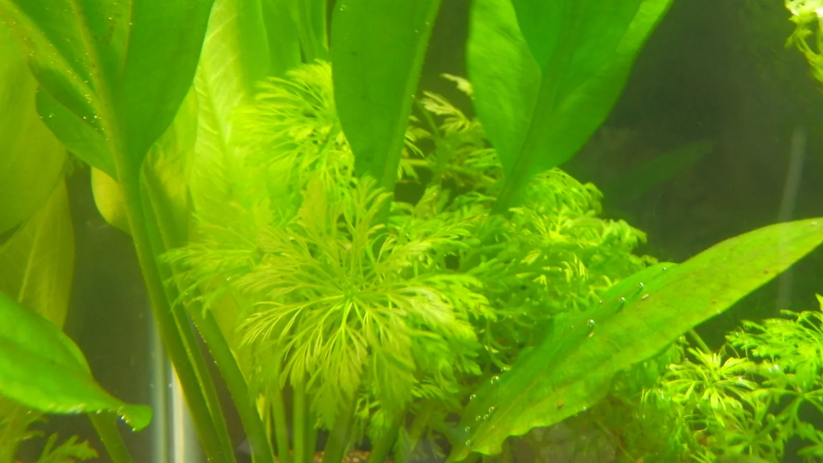 Asian Ambulia (Limnophila sessiliflora)