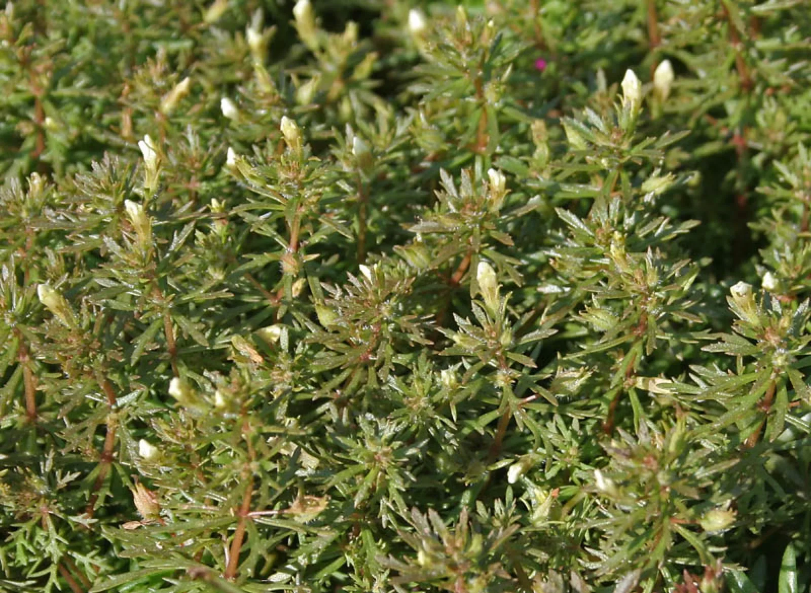 Asian Ambulia (Limnophila sessiliflora)