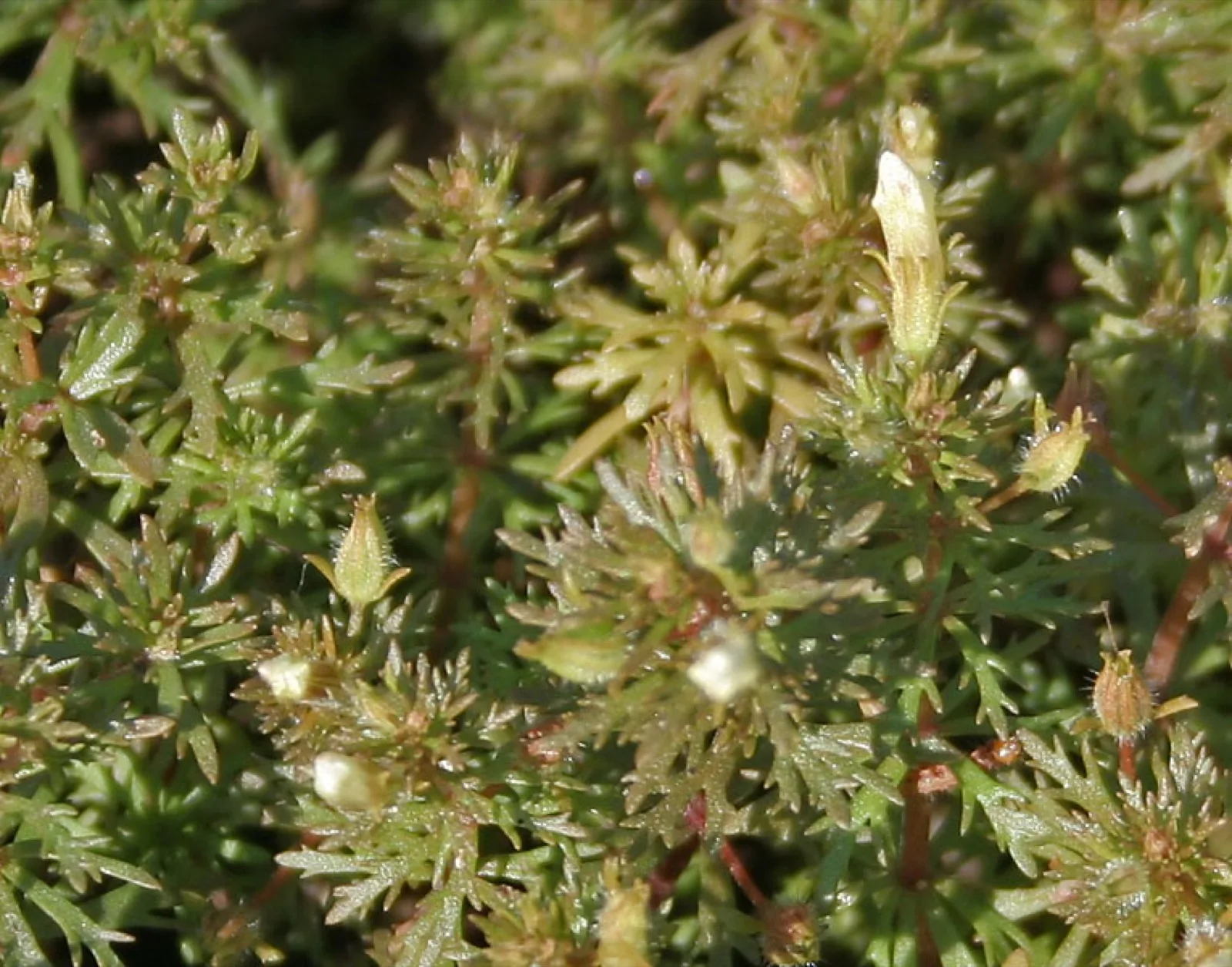 Asian Ambulia (Limnophila sessiliflora)