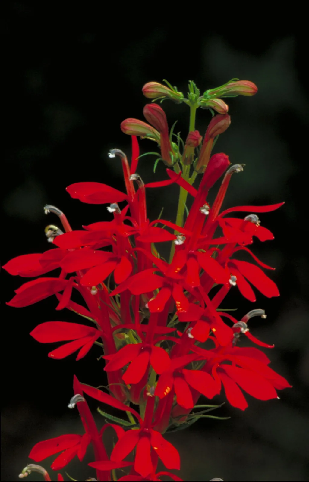Lobelia Cardinalis 'Mini' (Lobelia cardinalis 'Small Form')