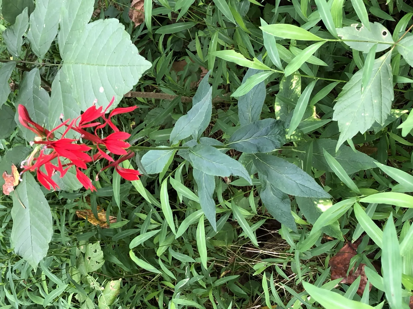 Lobelia Cardinalis 'Mini' (Lobelia cardinalis 'Small Form')