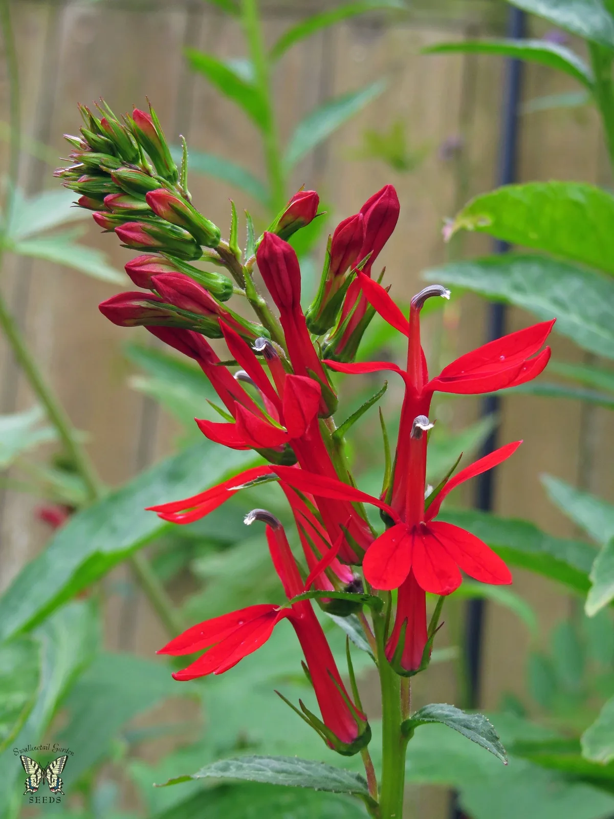 Lobelia Cardinalis 'Mini' (Lobelia cardinalis 'Small Form')