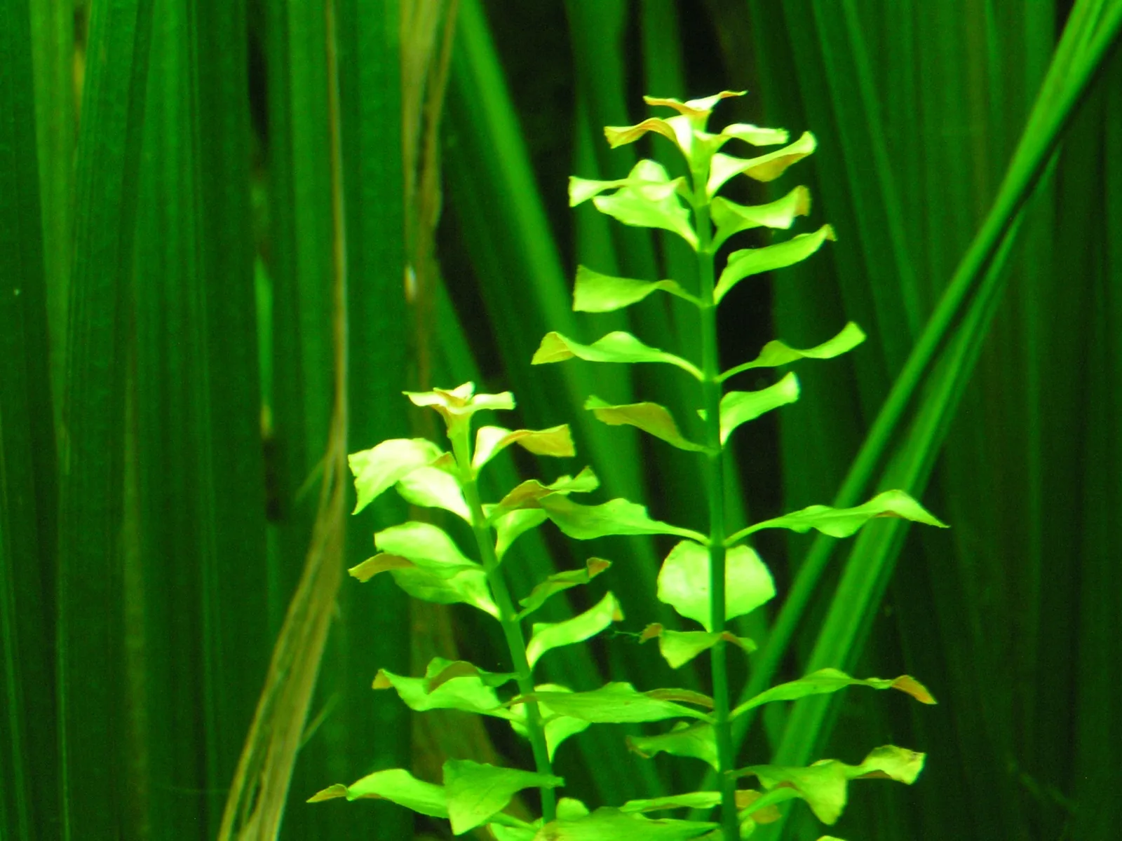 Ludwigia Repens (Ludwigia repens)
