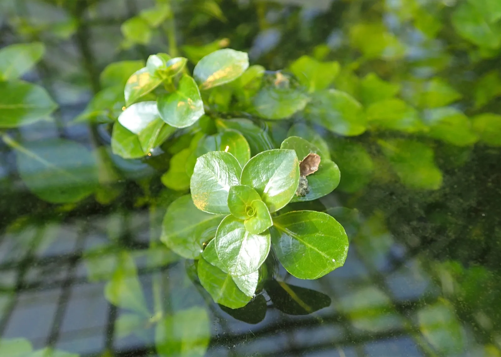 Ludwigia Repens (Ludwigia repens)