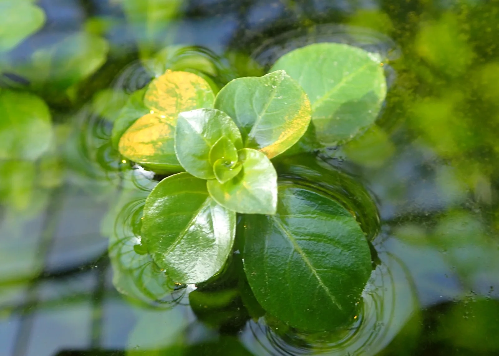 Ludwigia Repens (Ludwigia repens)