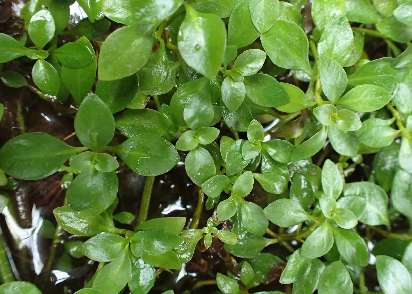 Ludwigia Repens (Ludwigia repens)