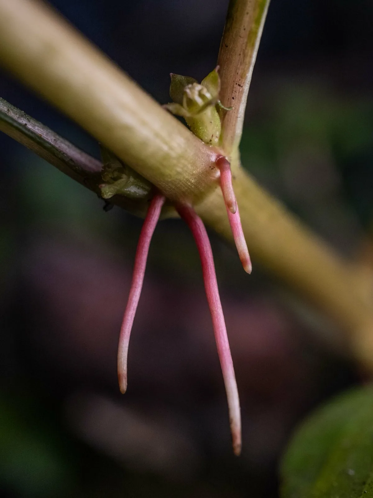 Ludwigia 'Super Red' (Ludwigia palustris 'Super Red')