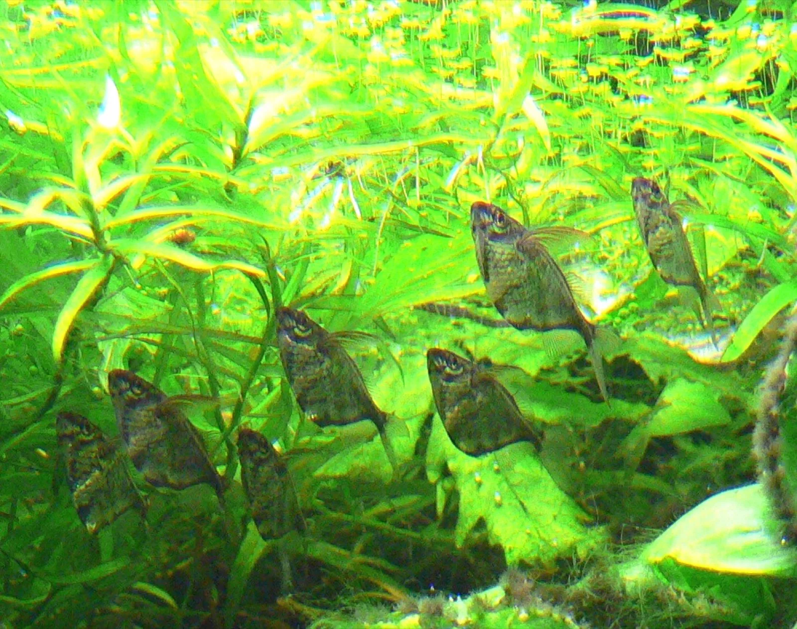 Marbled Hatchetfish (Carnegiella strigata)