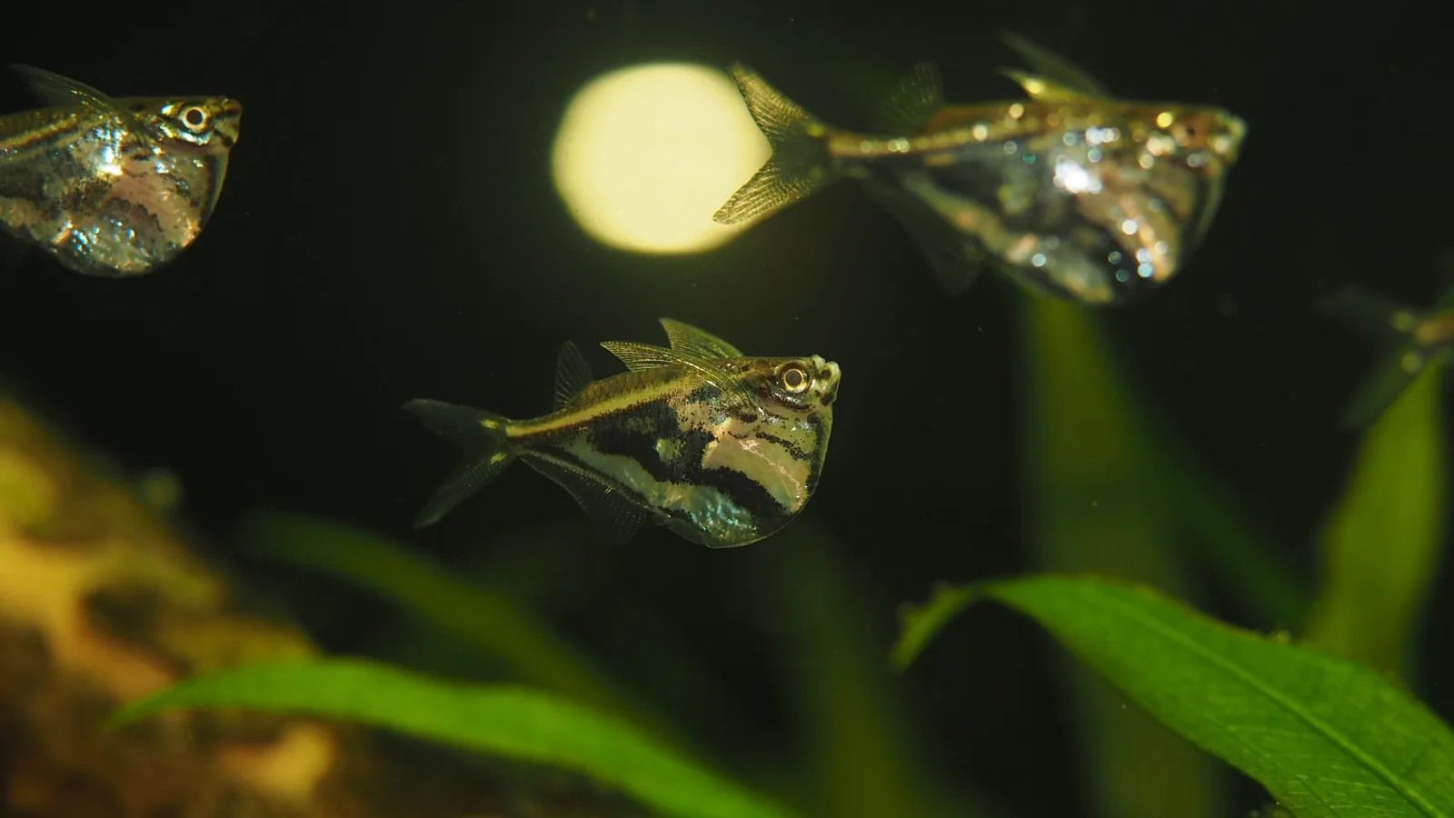 Marbled Hatchetfish (Carnegiella strigata)