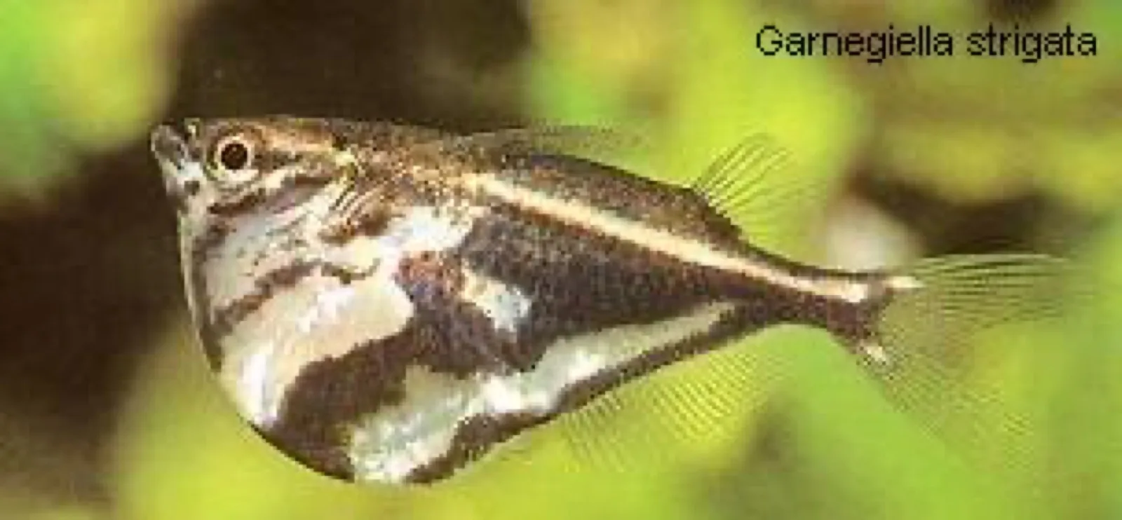 Marbled Hatchetfish (Carnegiella strigata)