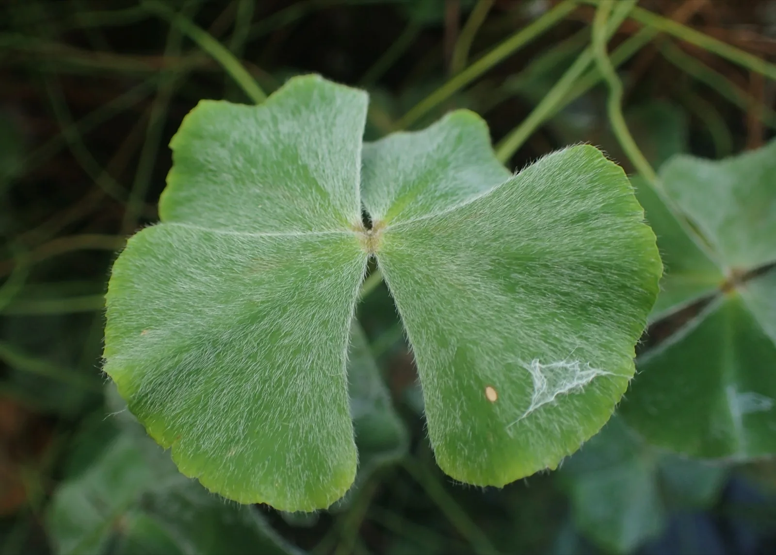 Four-Leaf Clover (Marsilea hirsuta)